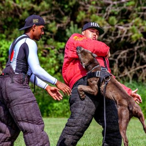 Костюм облегченной защиты «Ring Sport dog» для дрессировки питбуля